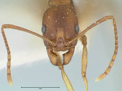 Aphaenogaster rugosoferruginea specimen FOCOL1226 image focol1226_2