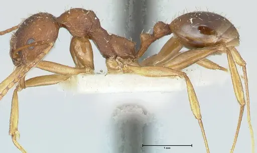 Aphaenogaster rugosoferruginea specimen FOCOL1226 image focol1226_3