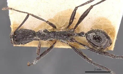 Aphaenogaster rupestris specimen CASENT0907704 image casent0907704_1