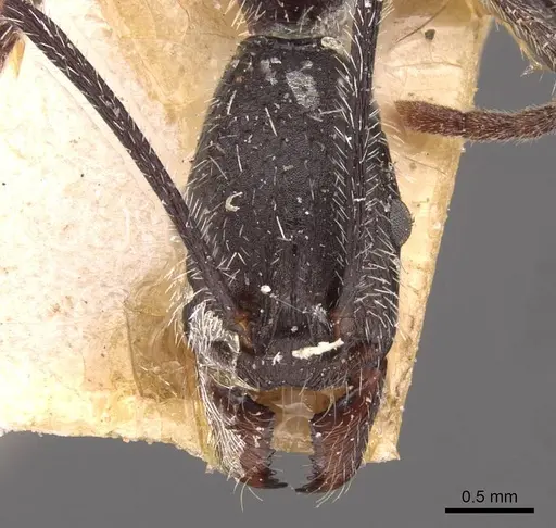 Aphaenogaster rupestris specimen CASENT0907704 image casent0907704_2