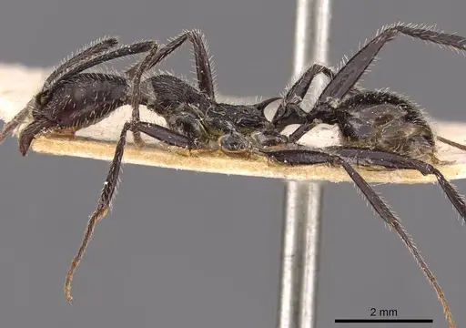 Aphaenogaster rupestris specimen CASENT0907704 image casent0907704_3