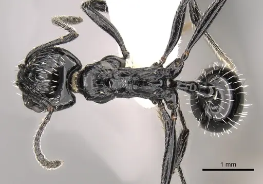 Aphaenogaster sagei specimen CASENT0280946 image casent0280946_1
