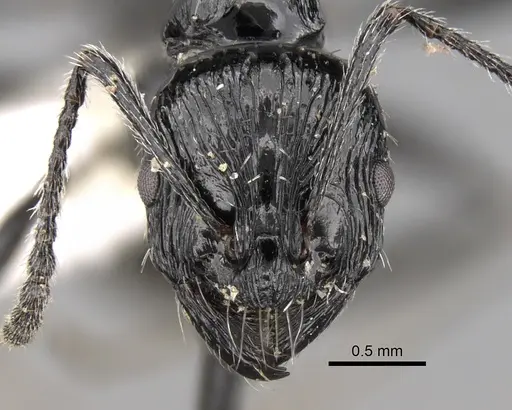 Aphaenogaster sagei specimen CASENT0280946 image casent0280946_2