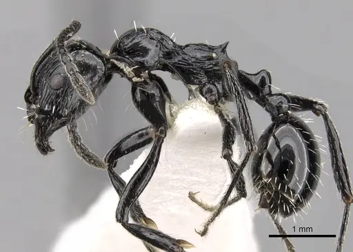 Aphaenogaster sagei specimen CASENT0280946 image casent0280946_3