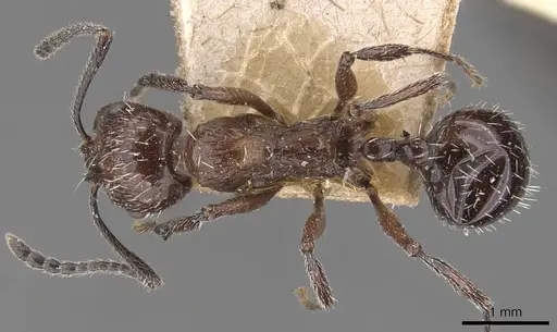 Aphaenogaster sagei specimen CASENT0907693 image casent0907693_1