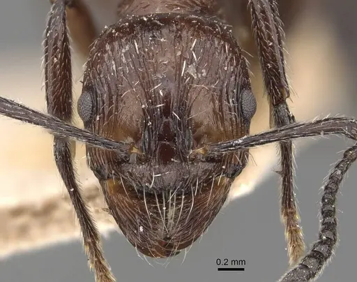 Aphaenogaster sagei specimen CASENT0907693 image casent0907693_2