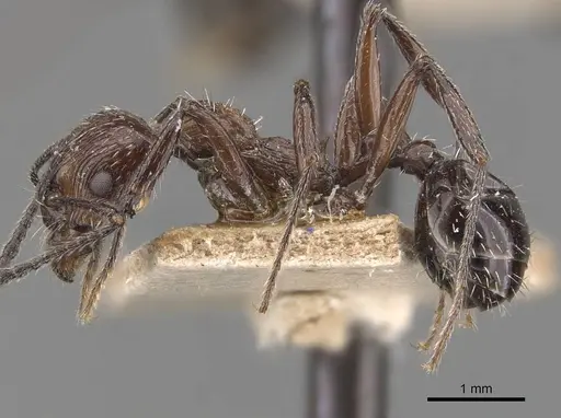 Aphaenogaster sagei specimen CASENT0907693 image casent0907693_3
