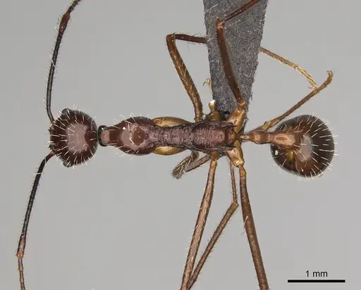 Aphaenogaster sahafina specimen CASENT0012695 image casent0012695_1