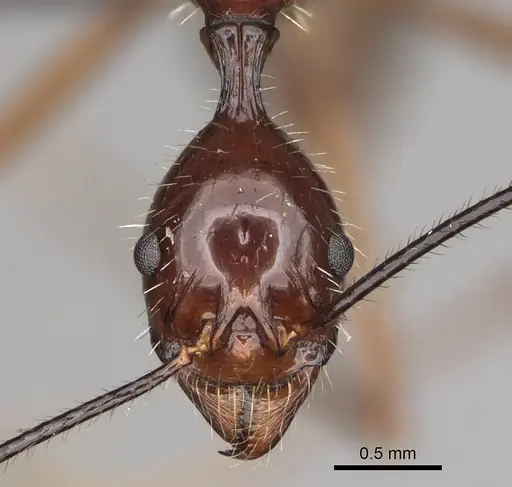Aphaenogaster sahafina specimen CASENT0012695 image casent0012695_2