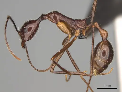 Aphaenogaster sahafina specimen CASENT0012695 image casent0012695_3