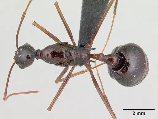 Aphaenogaster sahafina specimen CASENT0012696 image casent0012696_1