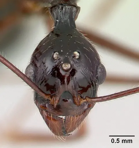 Aphaenogaster sahafina specimen CASENT0012696 image casent0012696_2