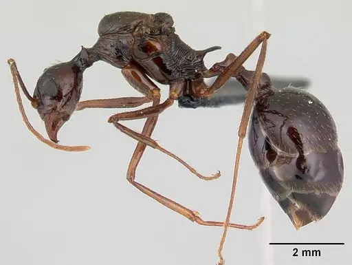 Aphaenogaster sahafina specimen CASENT0012696 image casent0012696_3