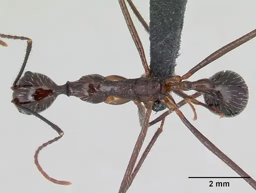 Aphaenogaster sahafina specimen CASENT0060017 image casent0060017_1