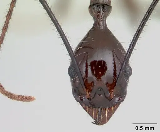 Aphaenogaster sahafina specimen CASENT0060017 image casent0060017_2