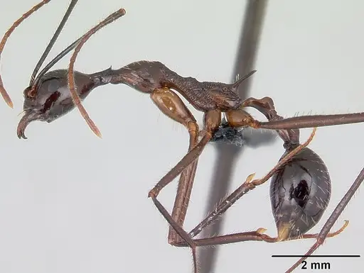 Aphaenogaster sahafina specimen CASENT0060017 image casent0060017_3