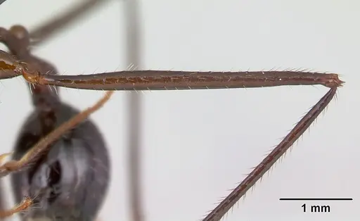 Aphaenogaster sahafina specimen CASENT0060017 image casent0060017_4