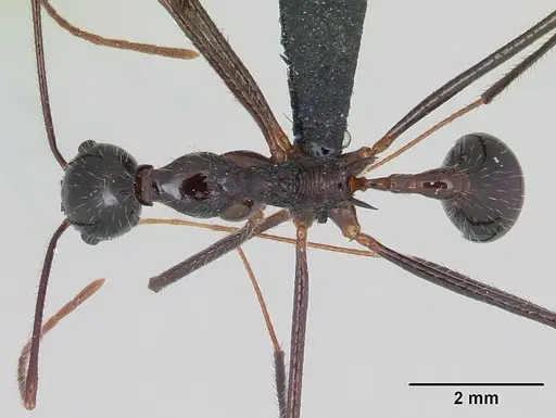 Aphaenogaster sahafina specimen CASENT0067121 image casent0067121_1