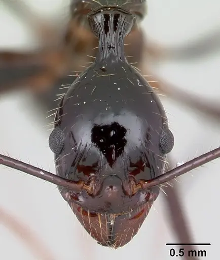 Aphaenogaster sahafina specimen CASENT0067121 image casent0067121_2