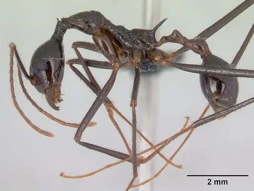 Aphaenogaster sahafina specimen CASENT0067121 image casent0067121_3