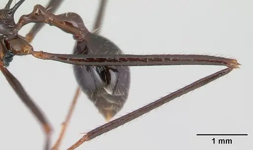 Aphaenogaster sahafina specimen CASENT0067121 image casent0067121_4