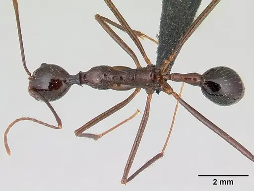 Aphaenogaster sahafina specimen CASENT0067124 image casent0067124_1