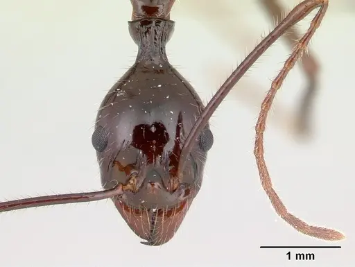 Aphaenogaster sahafina specimen CASENT0067124 image casent0067124_2