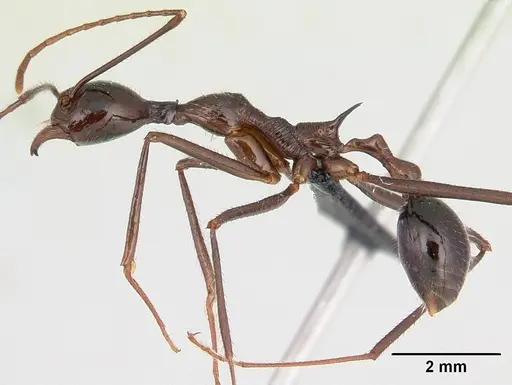 Aphaenogaster sahafina specimen CASENT0067124 image casent0067124_3