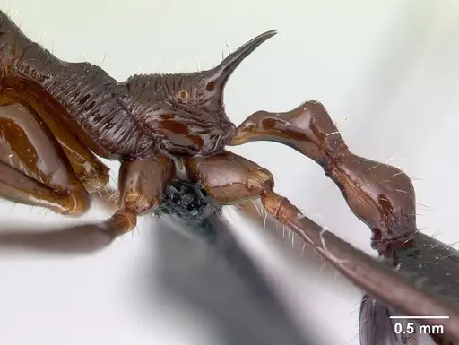 Aphaenogaster sahafina specimen CASENT0067124 image casent0067124_4
