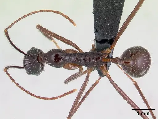 Aphaenogaster sahafina specimen CASENT0094651 image casent0094651_1