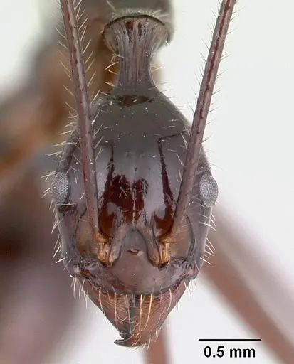 Aphaenogaster sahafina specimen CASENT0094651 image casent0094651_2