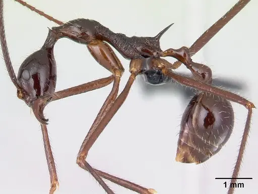 Aphaenogaster sahafina specimen CASENT0094651 image casent0094651_3