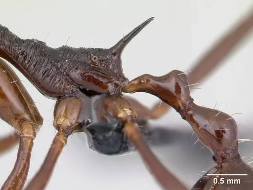 Aphaenogaster sahafina specimen CASENT0094651 image casent0094651_4