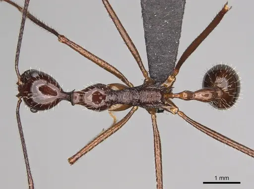Aphaenogaster sahafina specimen CASENT0132231 image casent0132231_1