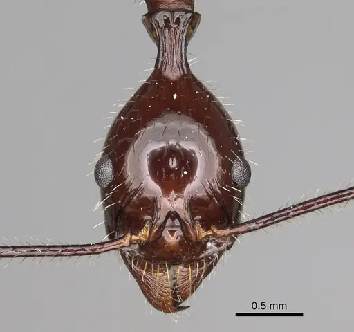 Aphaenogaster sahafina specimen CASENT0132231 image casent0132231_2