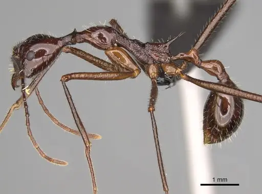 Aphaenogaster sahafina specimen CASENT0132231 image casent0132231_3