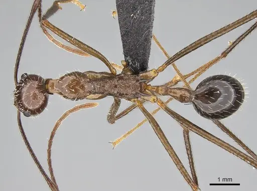 Aphaenogaster sahafina specimen CASENT0132233 image casent0132233_1