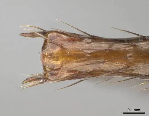Aphaenogaster sahafina specimen CASENT0132233 image casent0132233_2