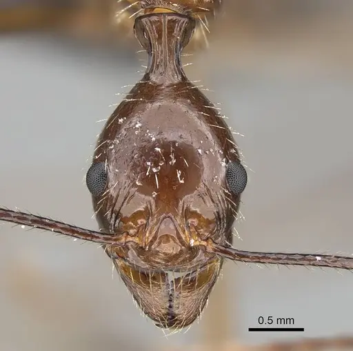 Aphaenogaster sahafina specimen CASENT0132233 image casent0132233_3