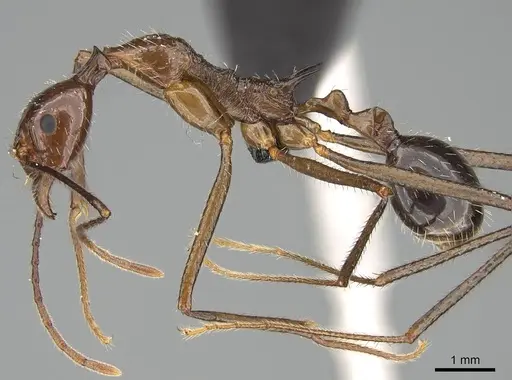 Aphaenogaster sahafina specimen CASENT0132233 image casent0132233_4