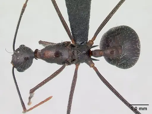 Aphaenogaster sahafina specimen CASENT0132239 image casent0132239_1