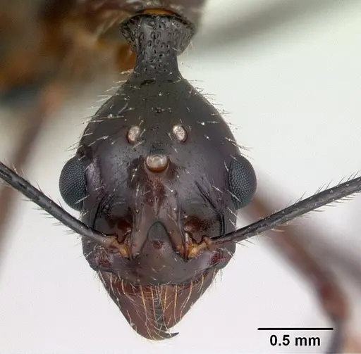 Aphaenogaster sahafina specimen CASENT0132239 image casent0132239_2