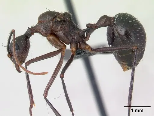 Aphaenogaster sahafina specimen CASENT0132239 image casent0132239_3