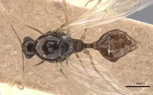 Aphaenogaster saharensis specimen CASENT0913608 image casent0913608_1