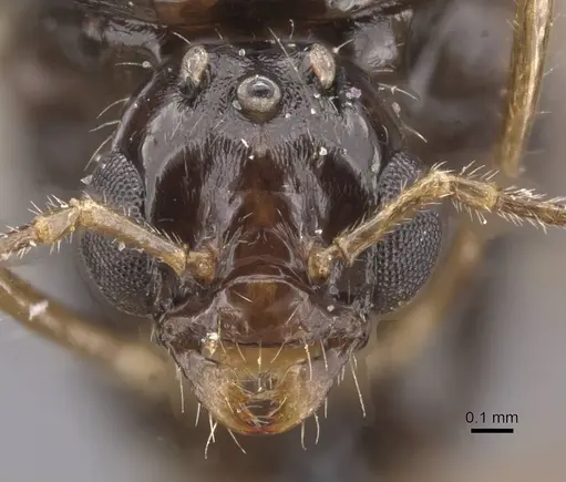 Aphaenogaster saharensis specimen CASENT0913608 image casent0913608_2