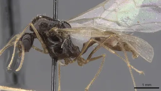 Aphaenogaster saharensis specimen CASENT0913608 image casent0913608_3