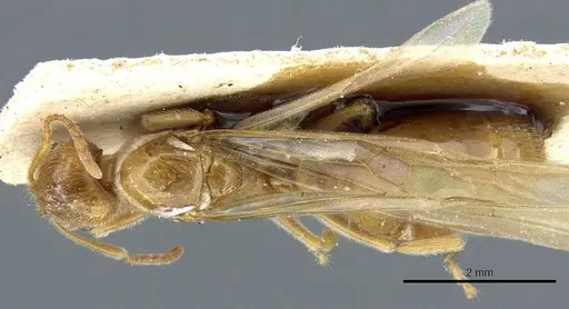 Aphaenogaster sangiorgii specimen CASENT0904171 image casent0904171_1