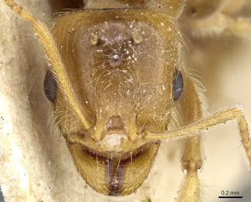 Aphaenogaster sangiorgii specimen CASENT0904171 image casent0904171_2