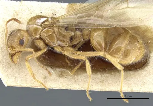 Aphaenogaster sangiorgii specimen CASENT0904171 image casent0904171_3