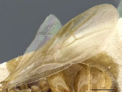 Aphaenogaster sangiorgii specimen CASENT0904171 image casent0904171_4